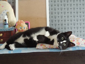 Клуб фелинологов-любителей  - DSCN2291.JPG