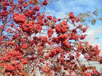 Декоративные садовые растения. - DSC02206.JPG