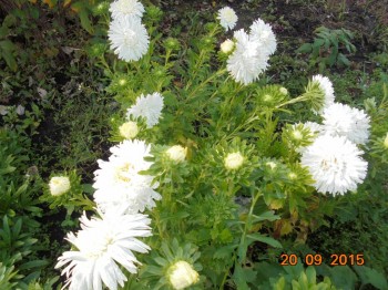 Декоративные садовые растения. - DSC02211.JPG