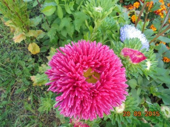 Декоративные садовые растения. - DSC02213.JPG