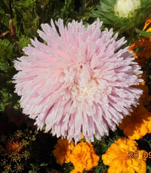 Декоративные садовые растения. - DSC02215.JPG