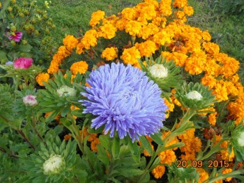 Декоративные садовые растения. - DSC02214.JPG