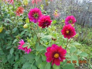 Декоративные садовые растения. - DSC02221.JPG