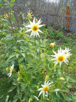 Декоративные садовые растения. - DSC02222.JPG