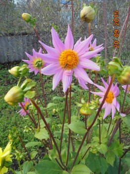 Декоративные садовые растения. - DSC02223.JPG