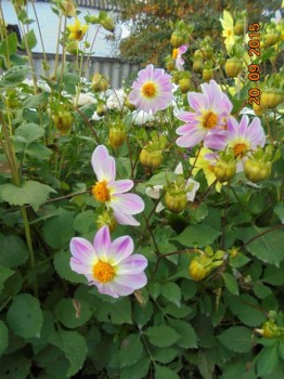 Декоративные садовые растения. - DSC02217.JPG