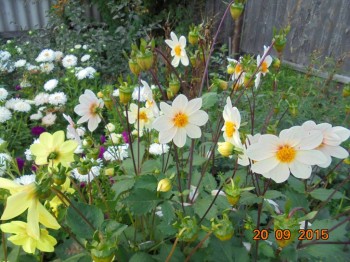 Декоративные садовые растения. - DSC02218.JPG