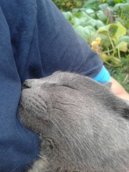 Клуб фелинологов-любителей  - 20150905_173353.jpg