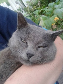 Клуб фелинологов-любителей  - 20150905_173511.jpg