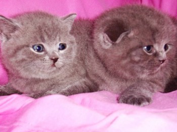 Кого из животных вы содержите? Фото приветствуется. - 14.jpg