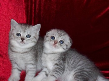 Кого из животных вы содержите? Фото приветствуется. - Изображение 112.jpg