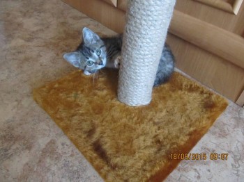 спустя две недели