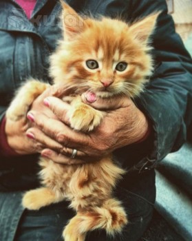 Какое животное Вы бы хотели завести? - 1946247244.jpg