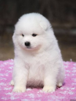 Какое животное Вы бы хотели завести? - 3qj.jpg