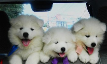 Какое животное Вы бы хотели завести? - Sobachka-Porody-Samoed.jpg