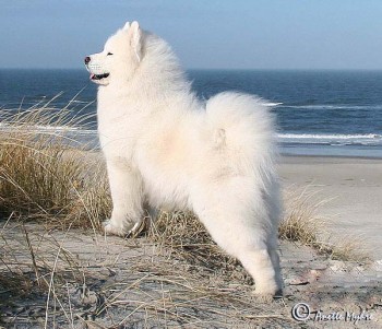 Какое животное Вы бы хотели завести? - Samoiedskaia_Sabaka_004.jpg