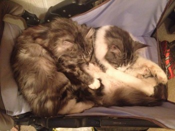 Клуб фелинологов-любителей  - фото (12).JPG