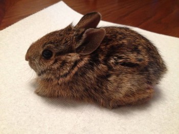 Чем сегодня занимались- 2 - IMG_4803.JPG