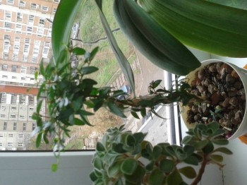 Мои комнатные растения. - 20151015_143137.jpg
