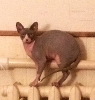 Клуб фелинологов-любителей  - фото (12)-1.jpg