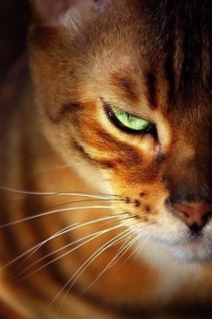 Аватарки. Наши интернет-лица-2 - 2015931231531.jpg