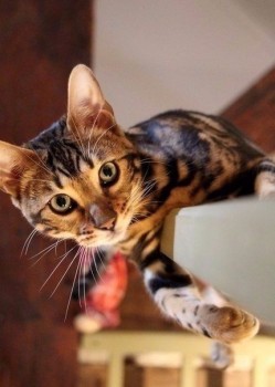 Аватарки. Наши интернет-лица-2 - 2015931231530.jpg