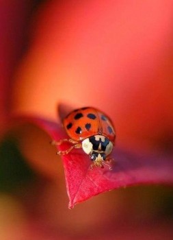 Аватарки. Наши интернет-лица-2 - 2015931236155.jpg