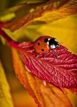 Аватарки. Наши интернет-лица-2 - 2015931236153.jpg