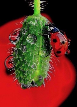 Аватарки. Наши интернет-лица-2 - 2015931236131.jpg