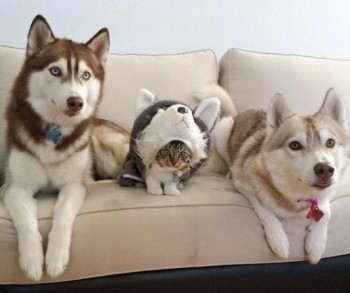 Из ВКонтактика с приветиком  - 1VgL0attKHA.jpg