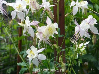 Декоративные садовые растения. - P1030838.JPG