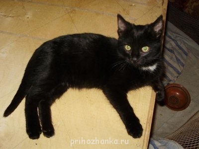 Кого из животных вы содержите? Фото приветствуется. - PA230028.JPG