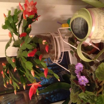 Мои комнатные растения. - image.jpg