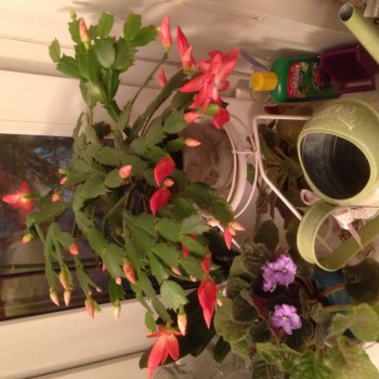 Мои комнатные растения. - image.jpg