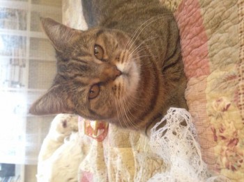 Кого из животных вы содержите? Фото приветствуется. - image.jpg