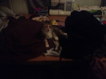 Кого из животных вы содержите? Фото приветствуется. - фото.JPG