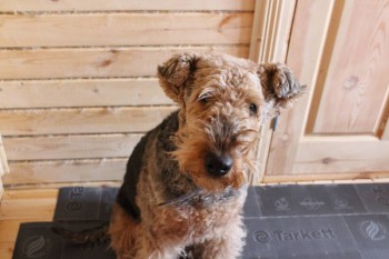 Кого из животных вы содержите? Фото приветствуется. - IMG_0365.JPG