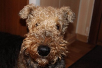 Кого из животных вы содержите? Фото приветствуется. - IMG_1091.JPG