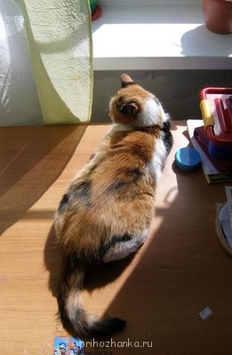 Кого из животных вы содержите? Фото приветствуется. - P6019429.JPG