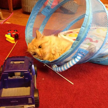 Кого из животных вы содержите? Фото приветствуется. - image.jpg