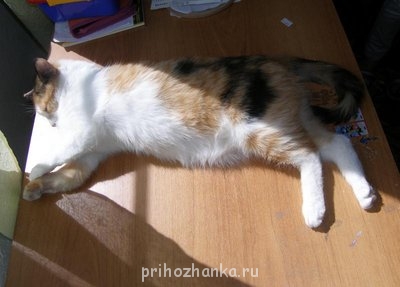 Кого из животных вы содержите? Фото приветствуется. - P6019436.JPG