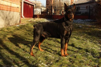 Кого из животных вы содержите? Фото приветствуется. - image.jpg