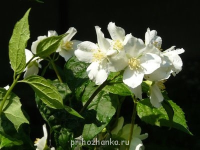 Декоративные садовые растения. - P1030852.JPG