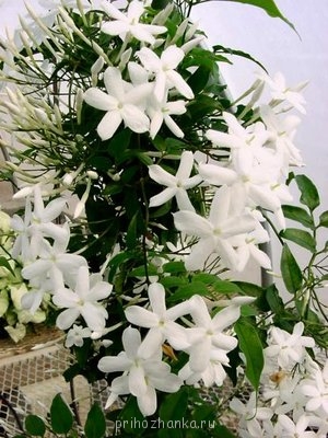 Декоративные садовые растения. - c9f4add12b91.jpg