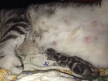 Кого из животных вы содержите? Фото приветствуется. - image.jpg