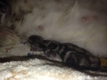 Кого из животных вы содержите? Фото приветствуется. - image.jpg