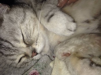 Кого из животных вы содержите? Фото приветствуется. - image.jpg