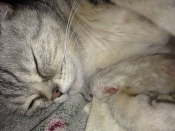 Кого из животных вы содержите? Фото приветствуется. - image.jpg