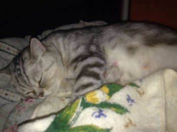 Кого из животных вы содержите? Фото приветствуется. - image.jpg