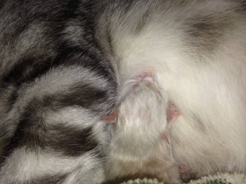 Кого из животных вы содержите? Фото приветствуется. - image.jpg